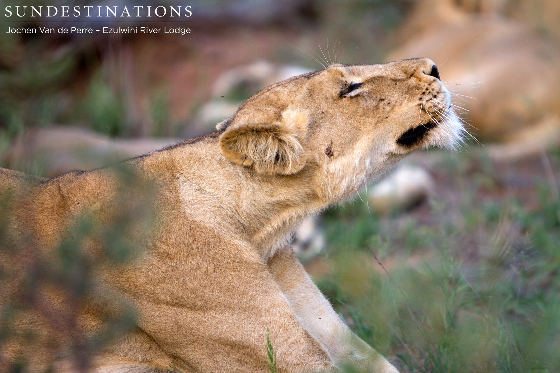 Olifants West Pride Stretch