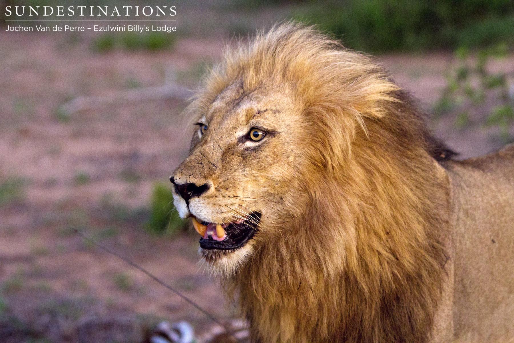 Olifants West Duma Lion