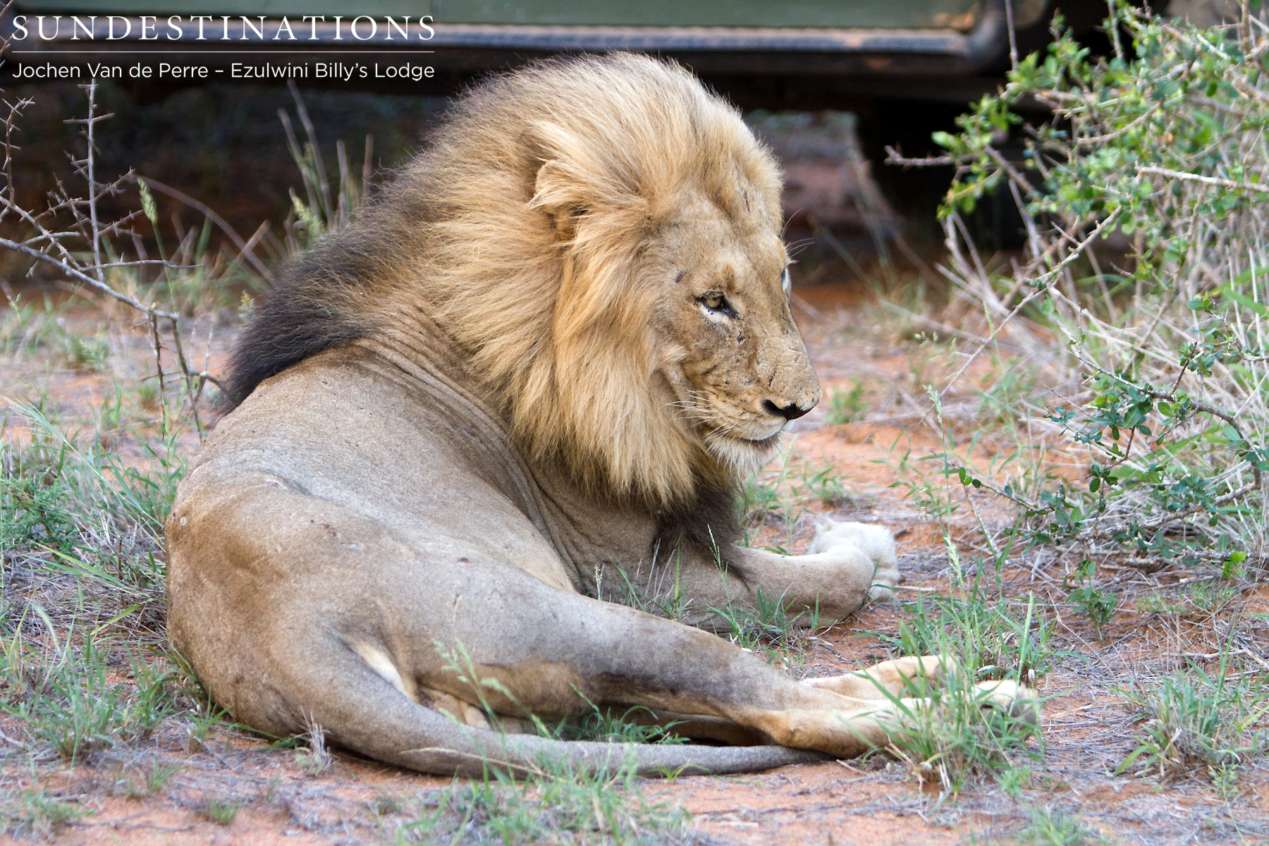 Duma - Olifants West Pride Leader