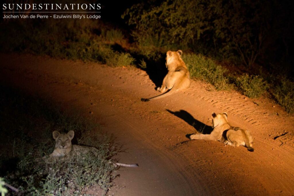 The split-off lionesses and cubs from the Mohlabetsi