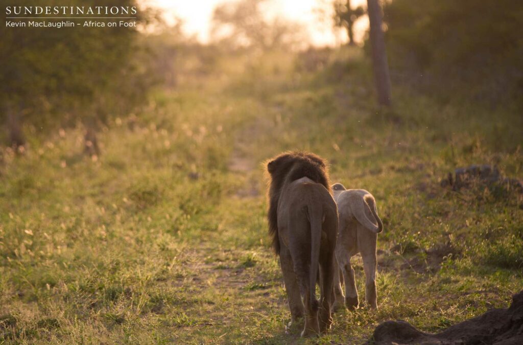 Strolling off into the sunrise