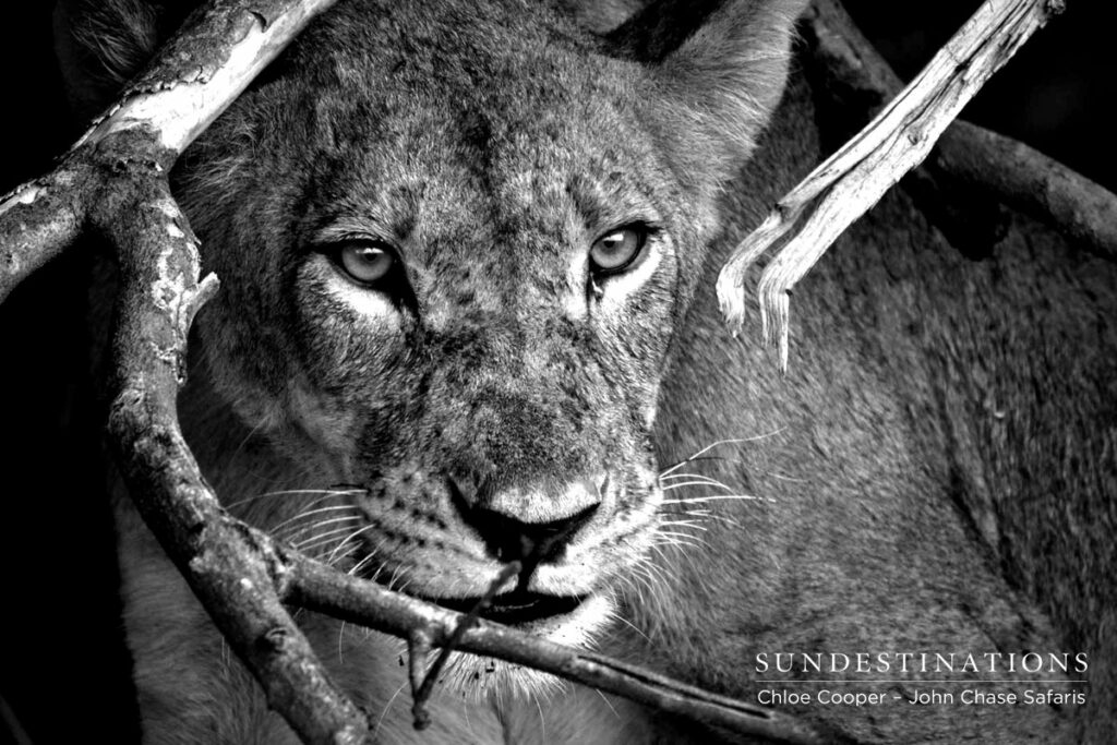 John Chase Lions