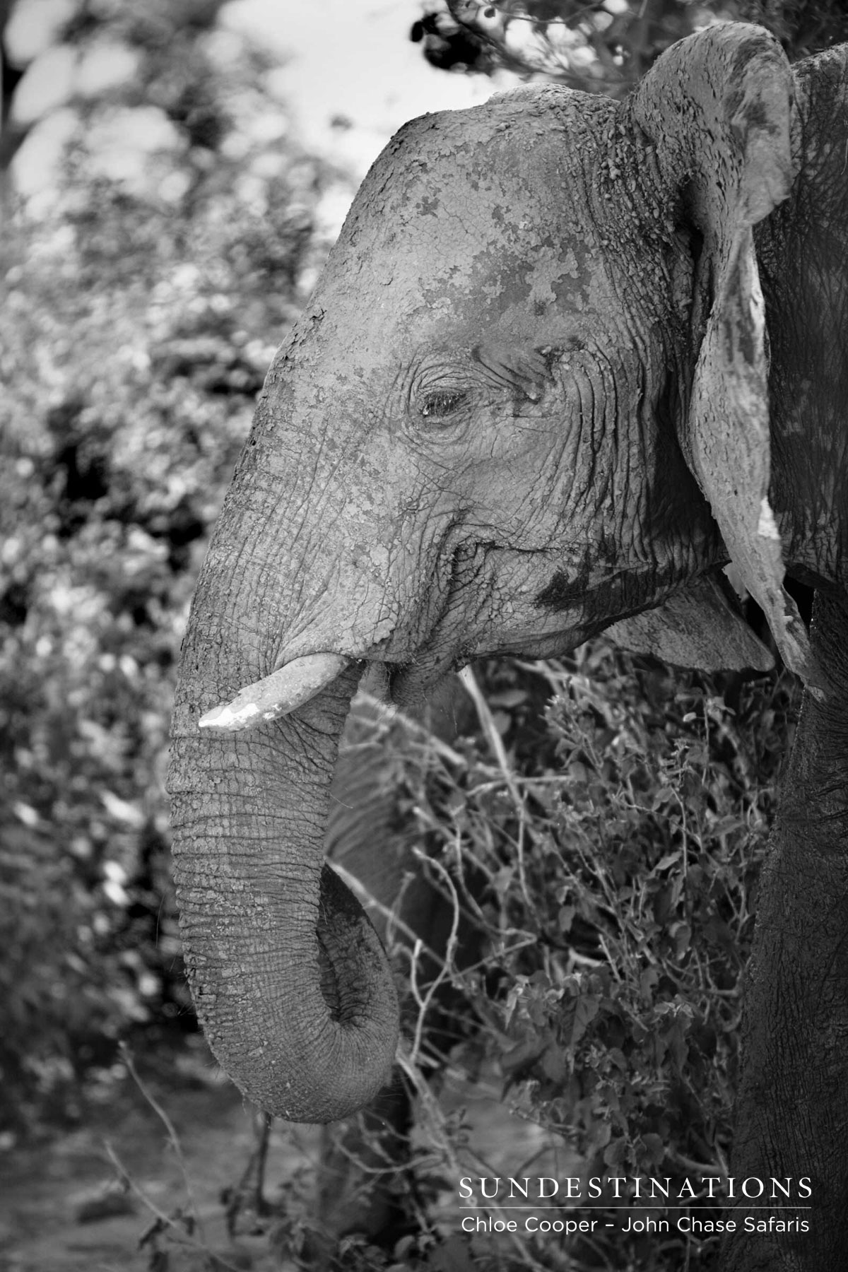 Elephant Calf John Chase Safaris Elephant Calf John Chase Safaris