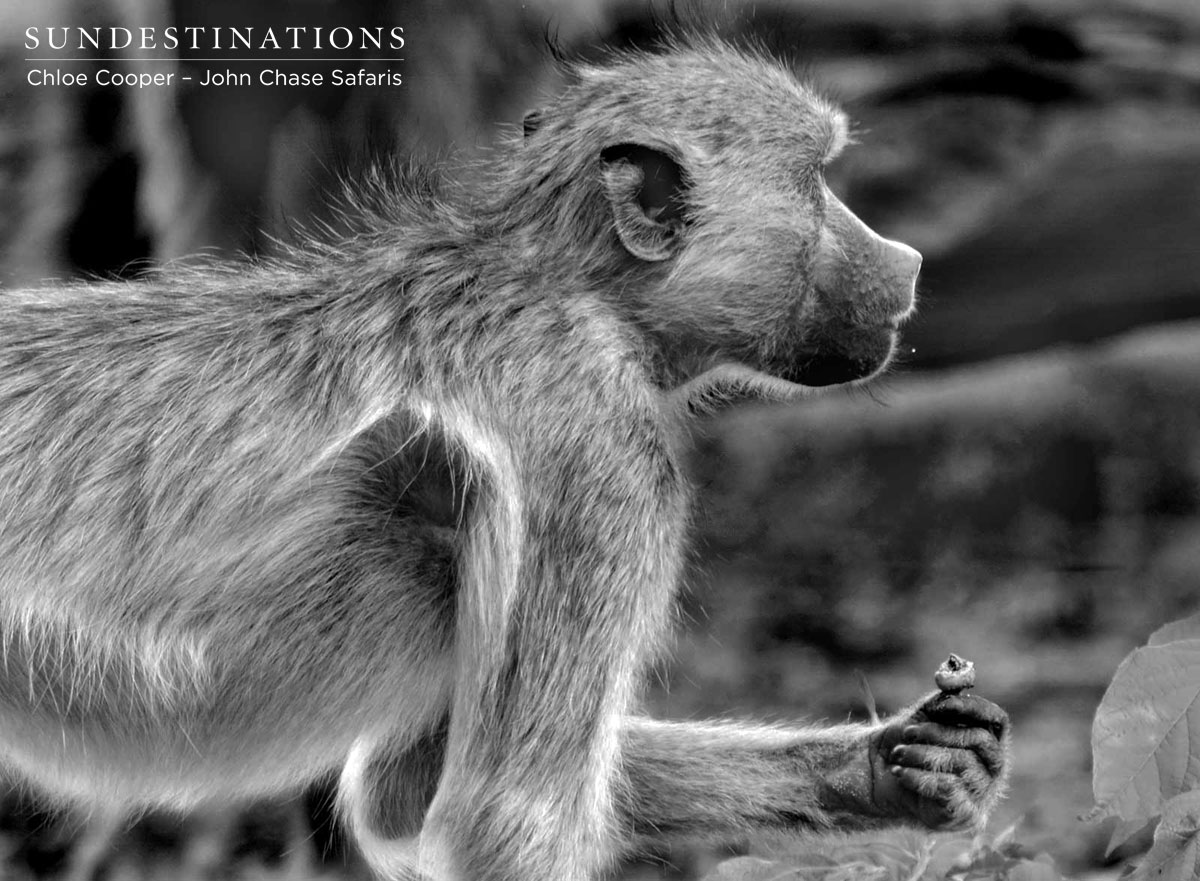 John Chase Safaris Baboon John Chase Safaris Baboon