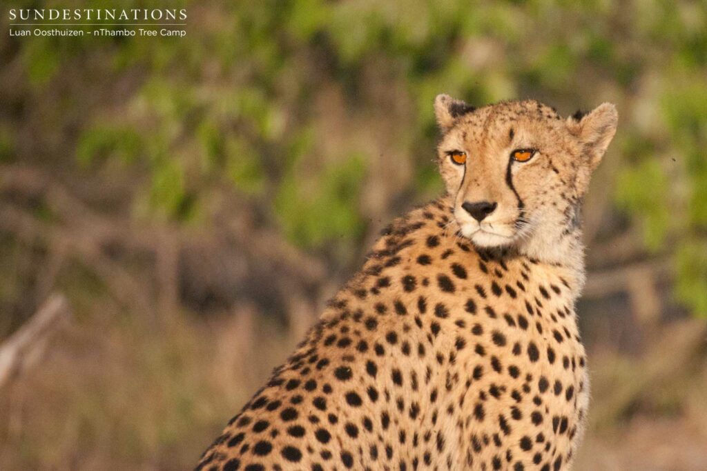 Lady of the hour: female cheetah at nThambo Tree Camp Lady of the hour: female cheetah at nThambo Tree Camp