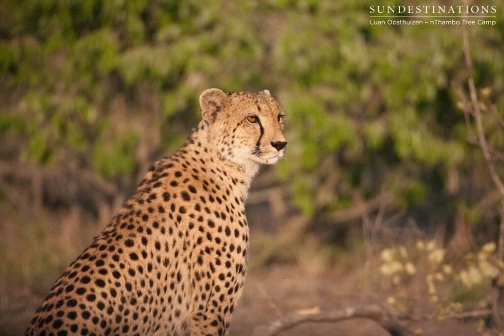Cheetah pauses in the sun Cheetah pauses in the sun