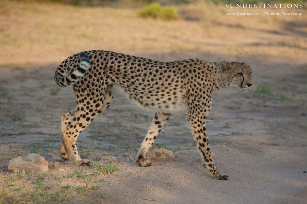 Lady cheetah steps out into the open Lady cheetah steps out into the open