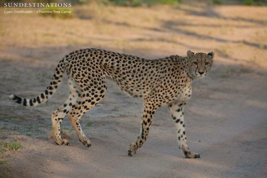 Female cheetah glances at her admirers Female cheetah glances at her admirers