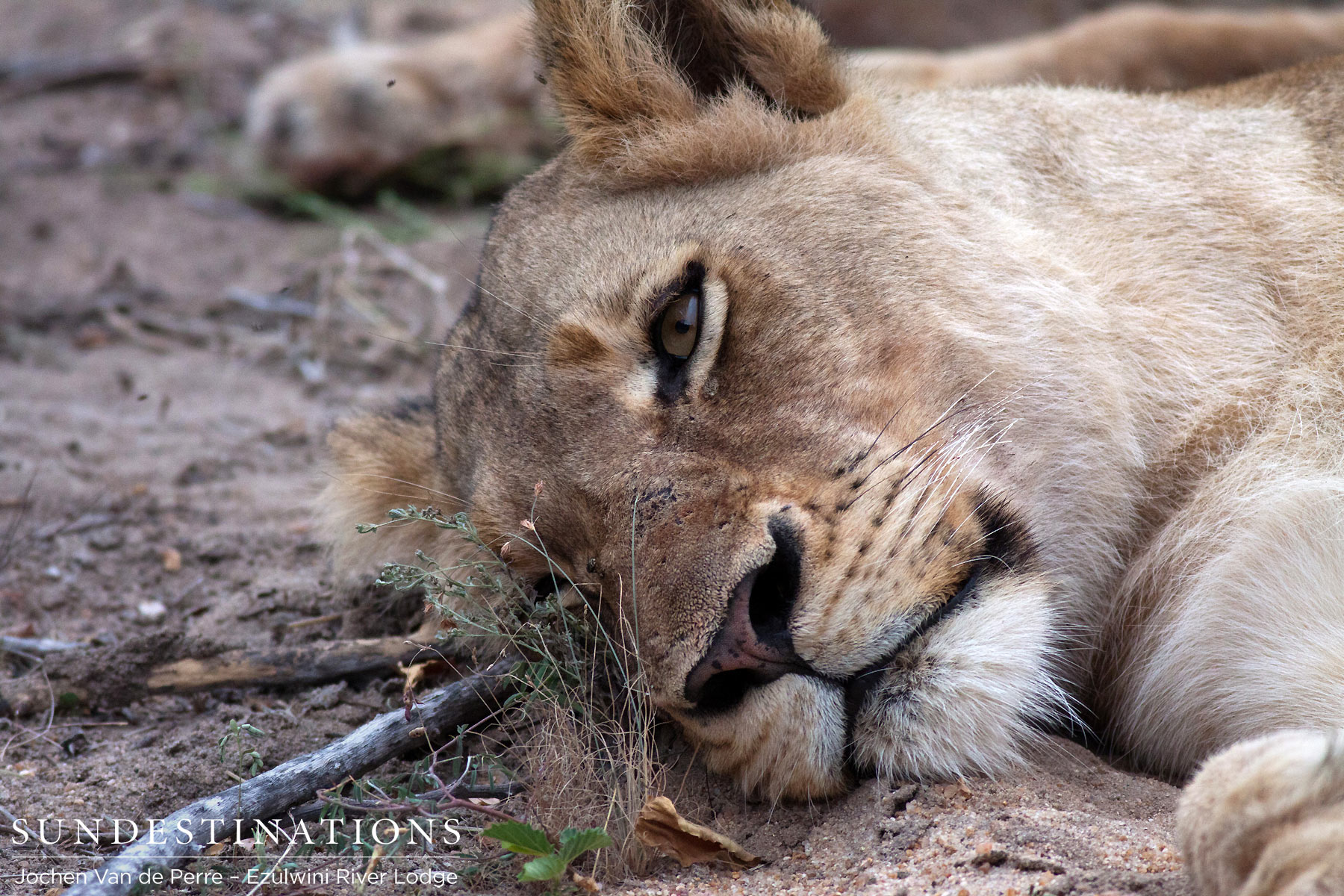 Olifants West Pride Lioness Olifants West Pride Lioness