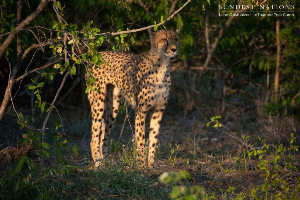 Cheetah contemplates her next move Cheetah contemplates her next move