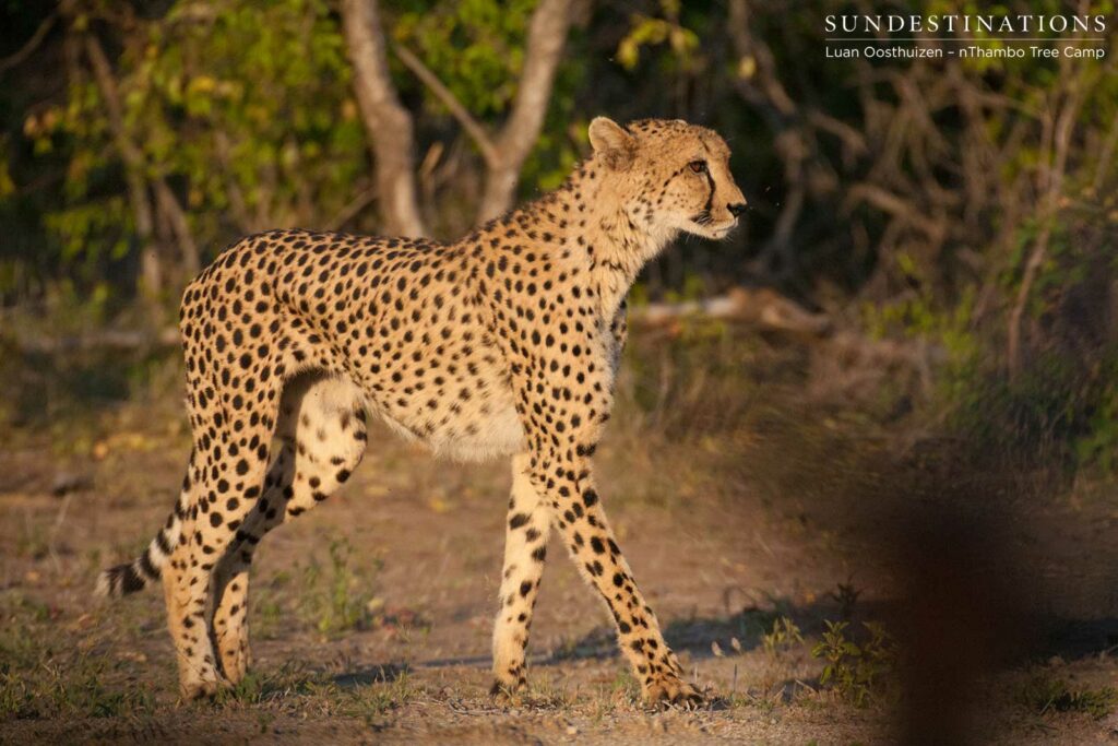 The graceful form of the cheetah The graceful form of the cheetah