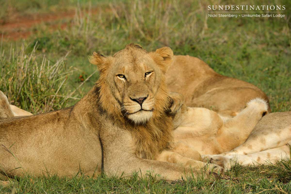Mangeni Sub-adult Lions