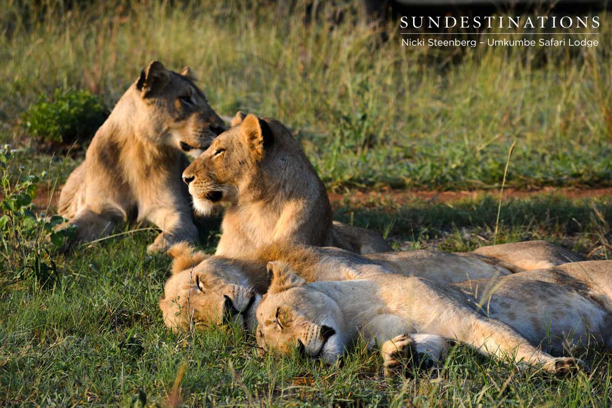 Mangeni Pride Lioness
