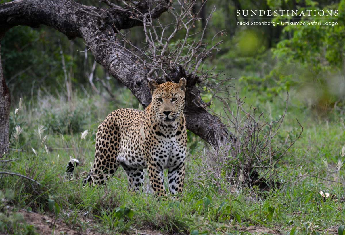 Mxabene Close to Vehicle
