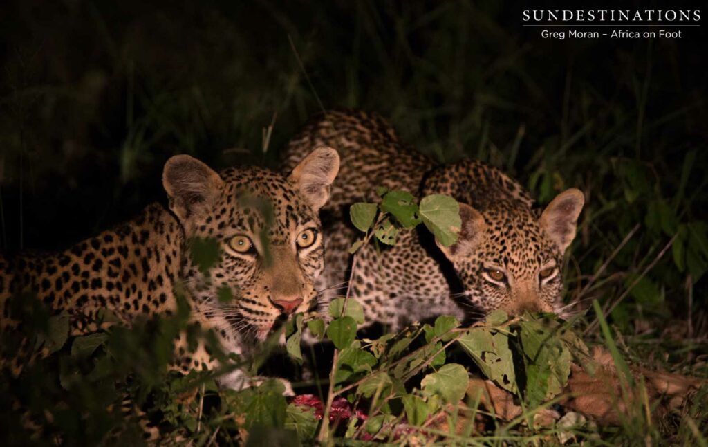 Ross Dam feeds alongside her male cub