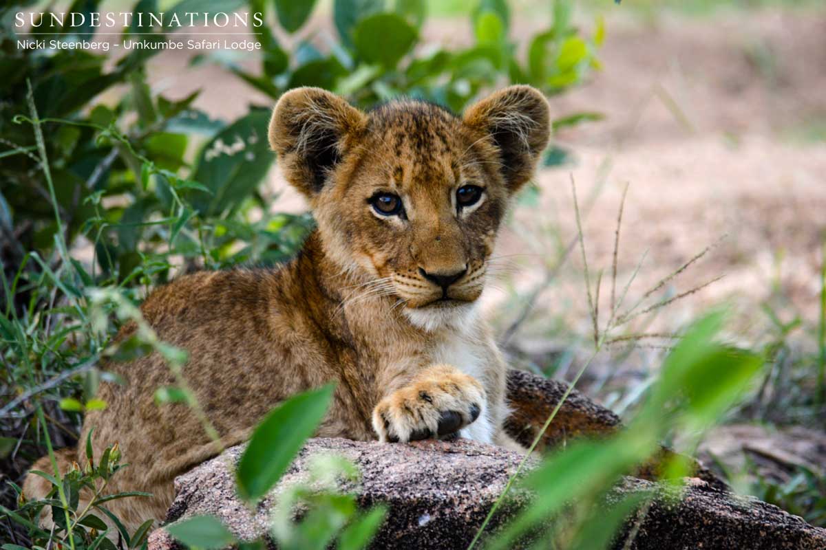Southern Lionesses Cubs