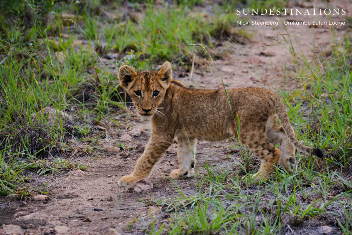 Southern Pride Lionesses