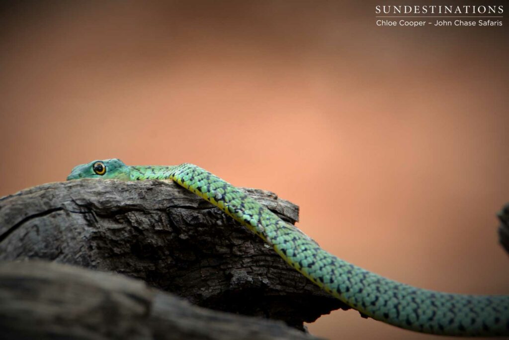 A harmless spotted bush snake eyes out its audience in Chobe National Park A harmless spotted bush snake eyes out its audience in Chobe National Park