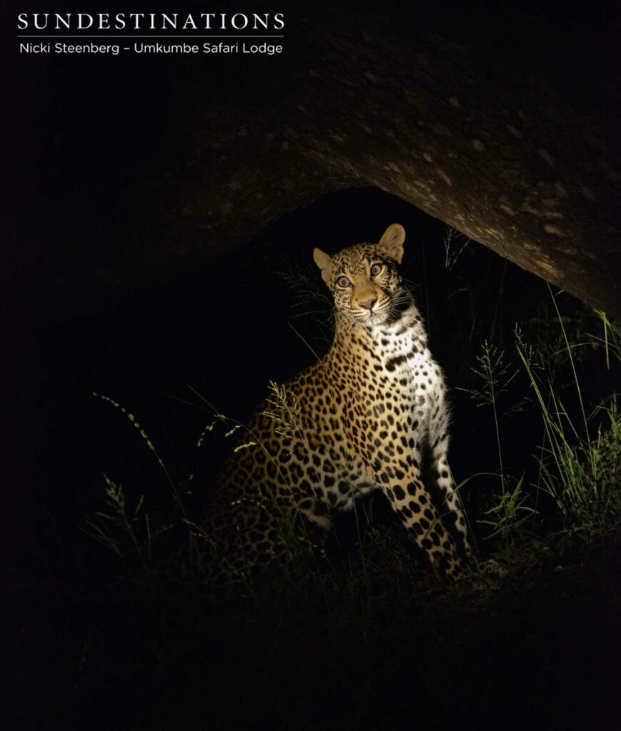 The gorgeous Tatowa - youthful female leopard seen regularly in our neighbourhood