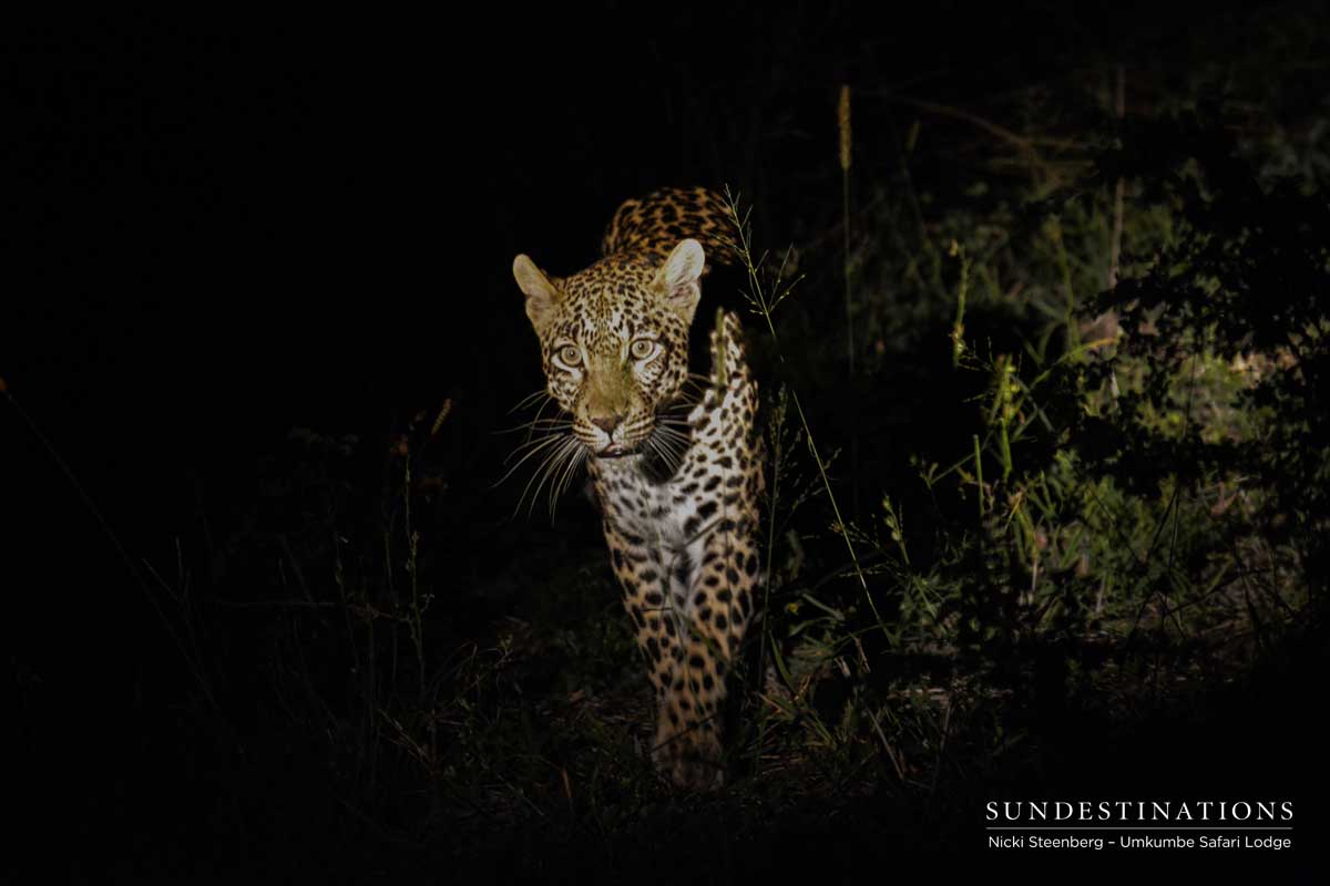 Sabi Sand Leopard Tatowa