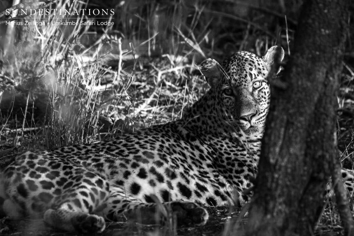 Mahlathini Leopard Mahlathini Leopard