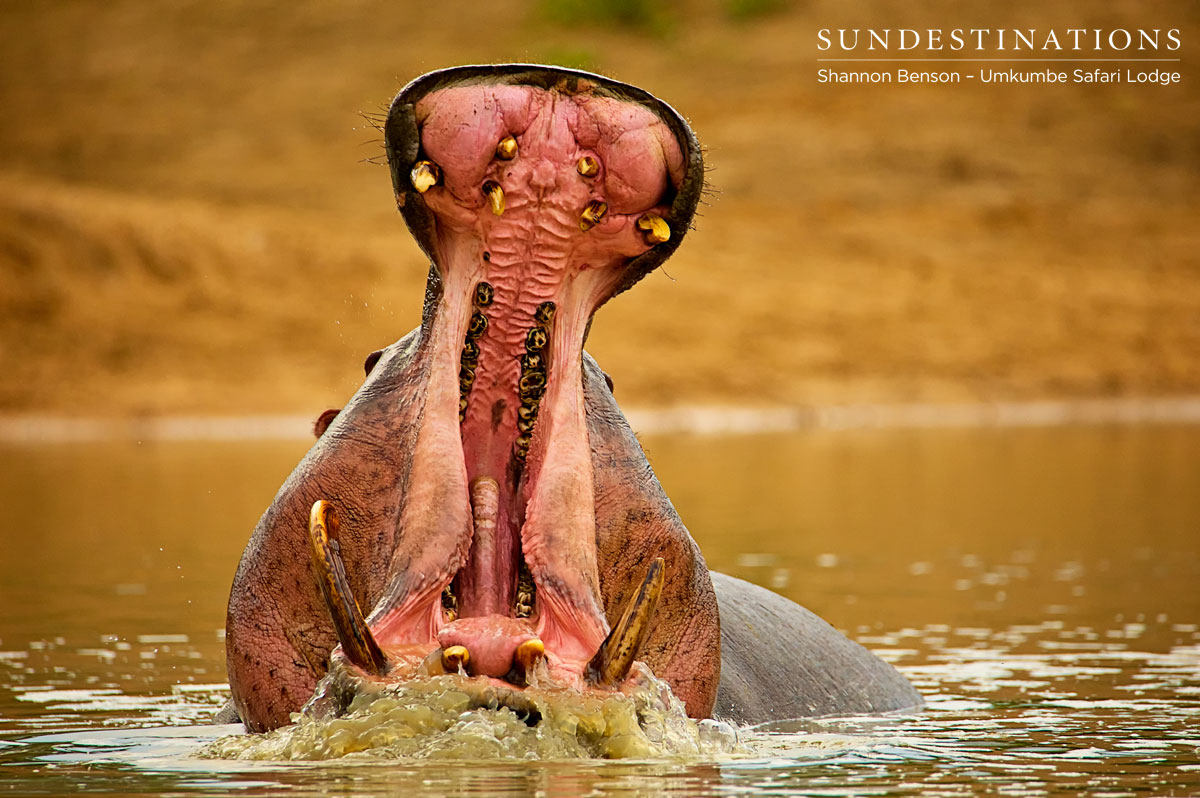 Umkumbe Hippo Umkumbe Hippo