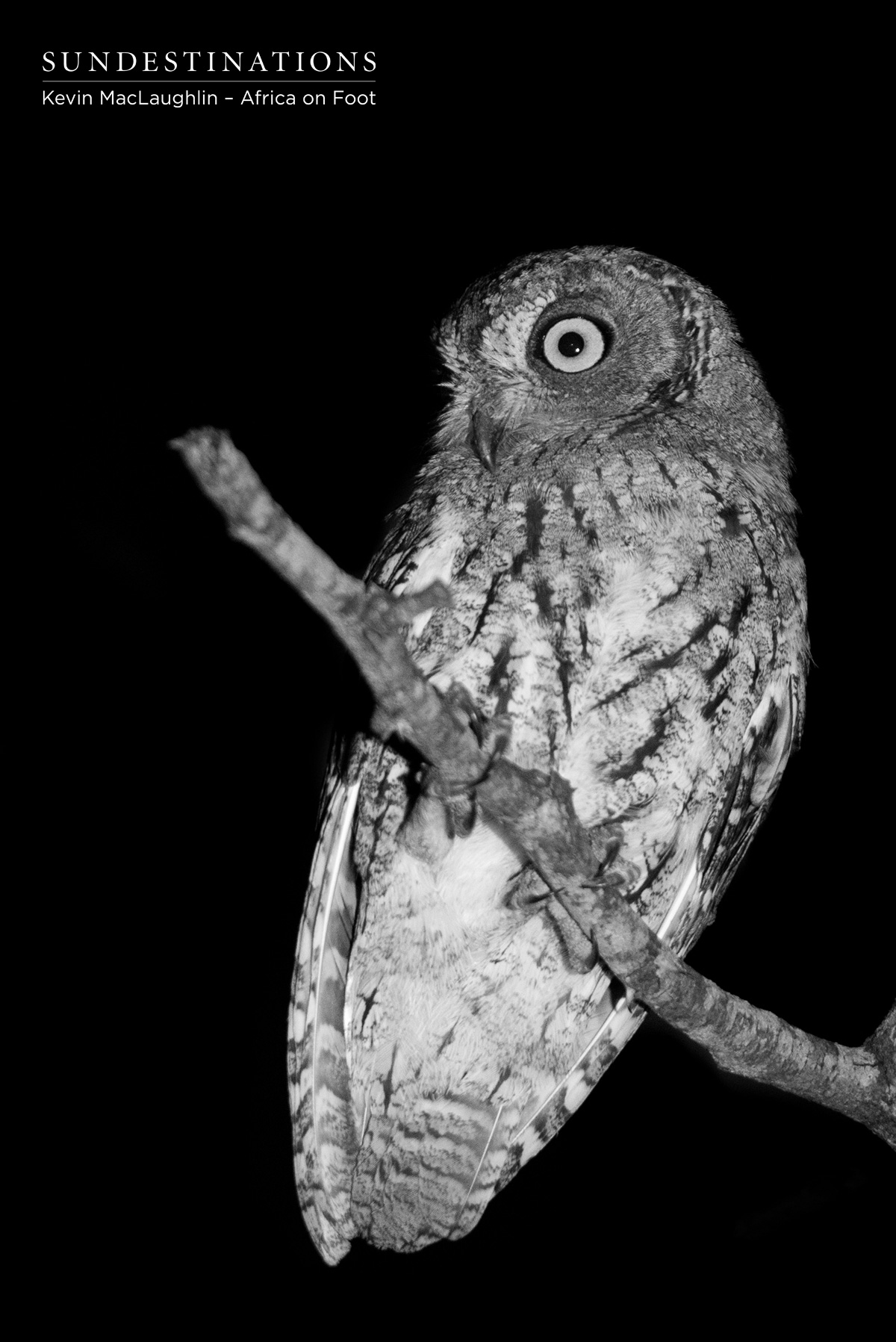 Scops Owl Africa on Foot