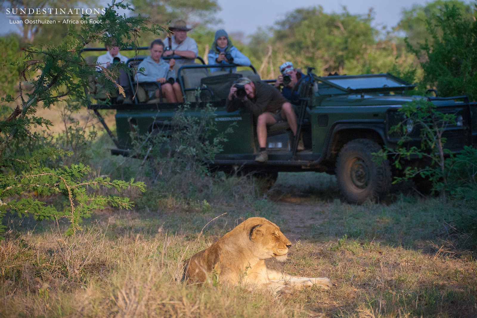 Lioness Africa on Foot Lioness Africa on Foot