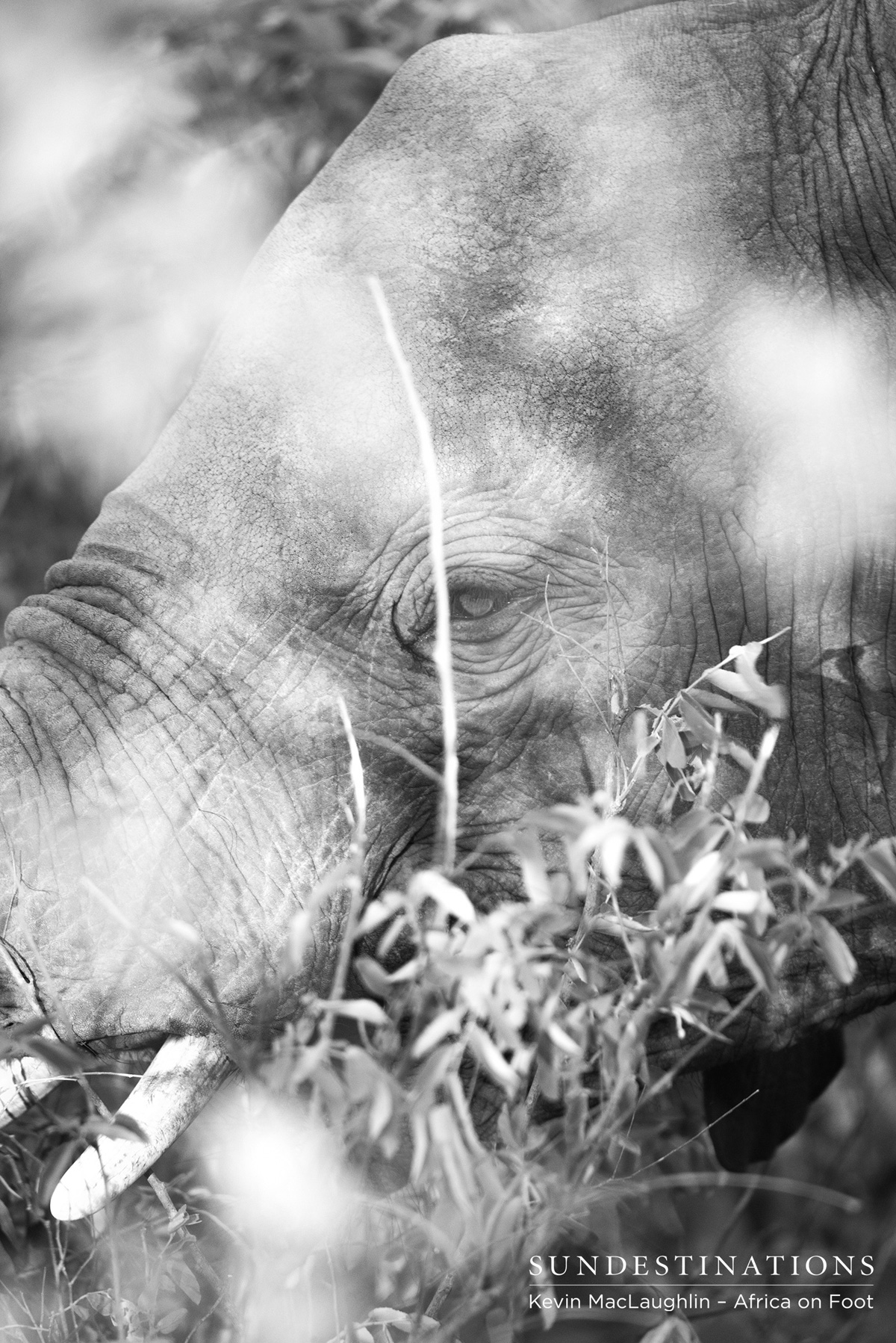 Africa on Foot Elephant Africa on Foot Elephant