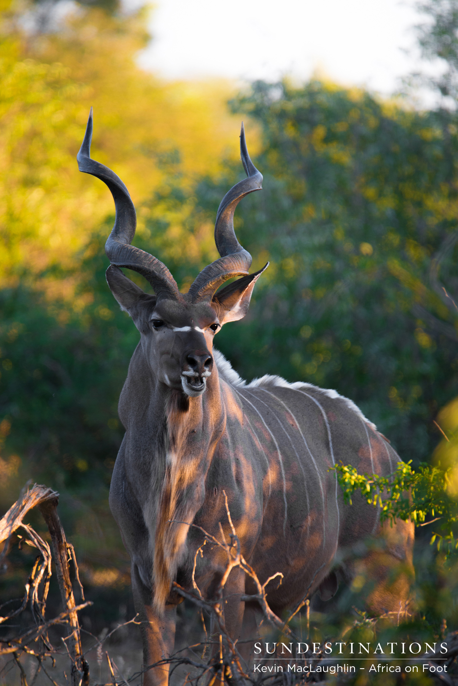 Kudu Africa on Foot Kudu Africa on Foot