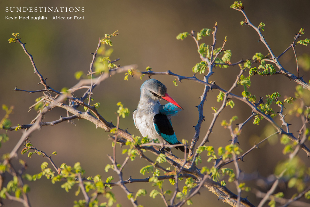 WIPAfricaOnFoot4 Woodland Kingfisher