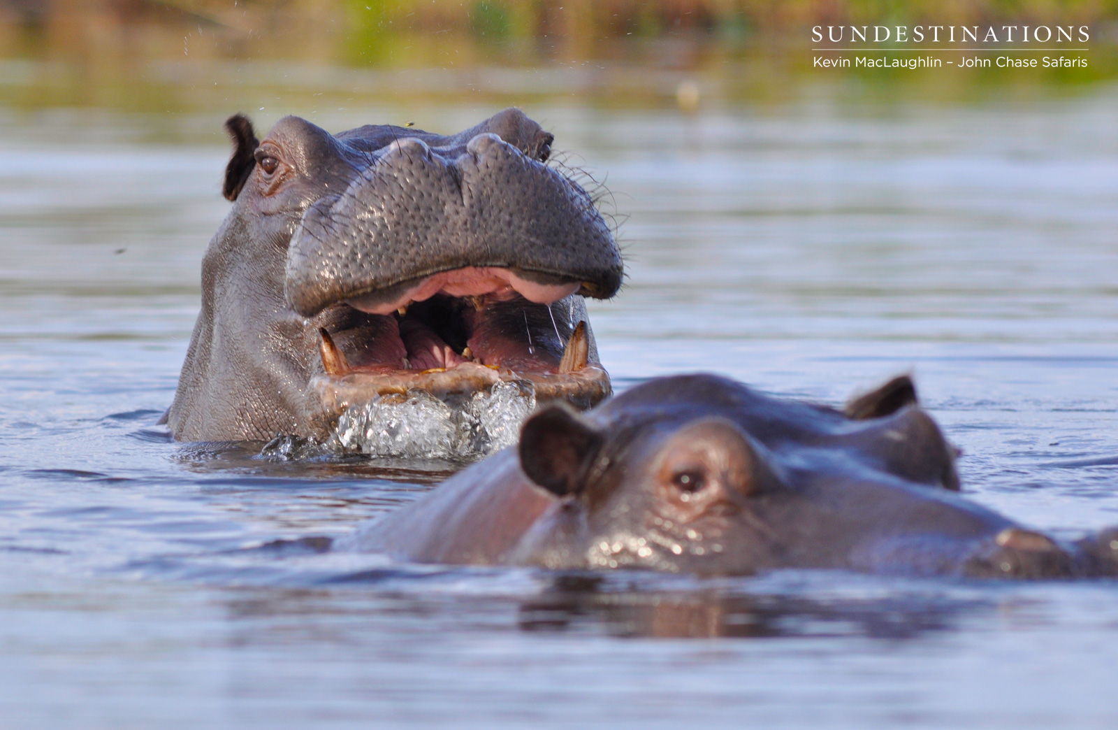 Hippos in the Delta Hippos in the Delta
