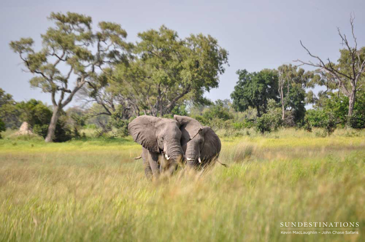 Elephants in Okavango Delta Elephants in Okavango Delta