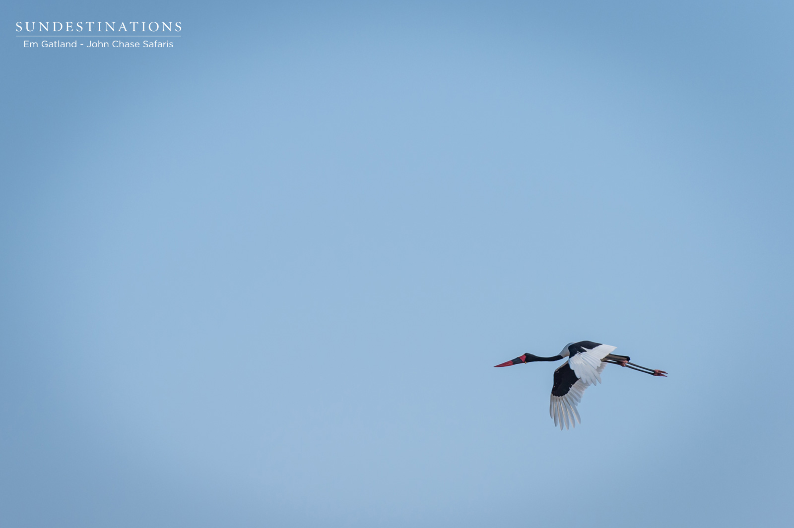 Saddle-billed Stork Saddle-billed Stork