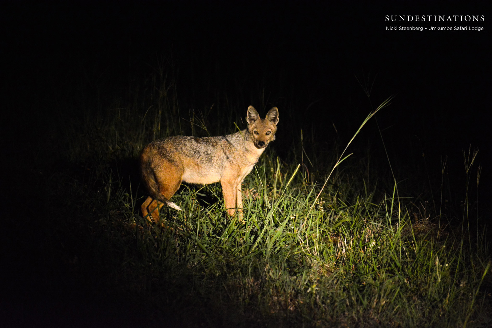 Umkumbe Jackal Umkumbe Jackal