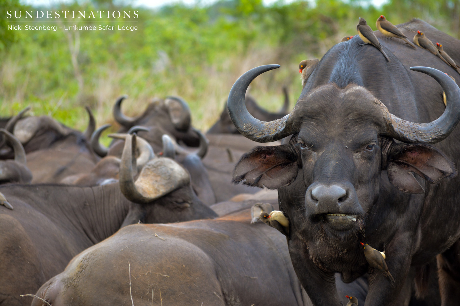Umkumbe Buffalo Herd Umkumbe Buffalo Herd