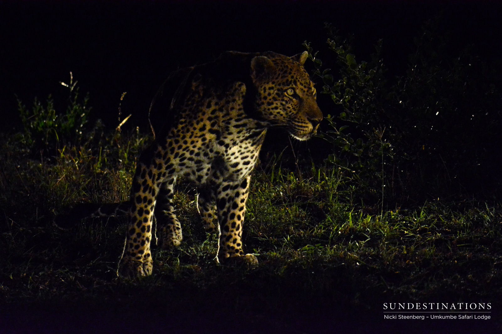 Bicycle Crossing Male Leopard Bicycle Crossing Male Leopard