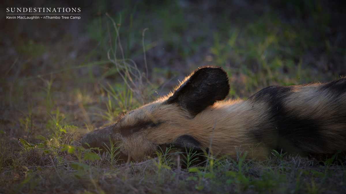 Wild Dogs nThambo