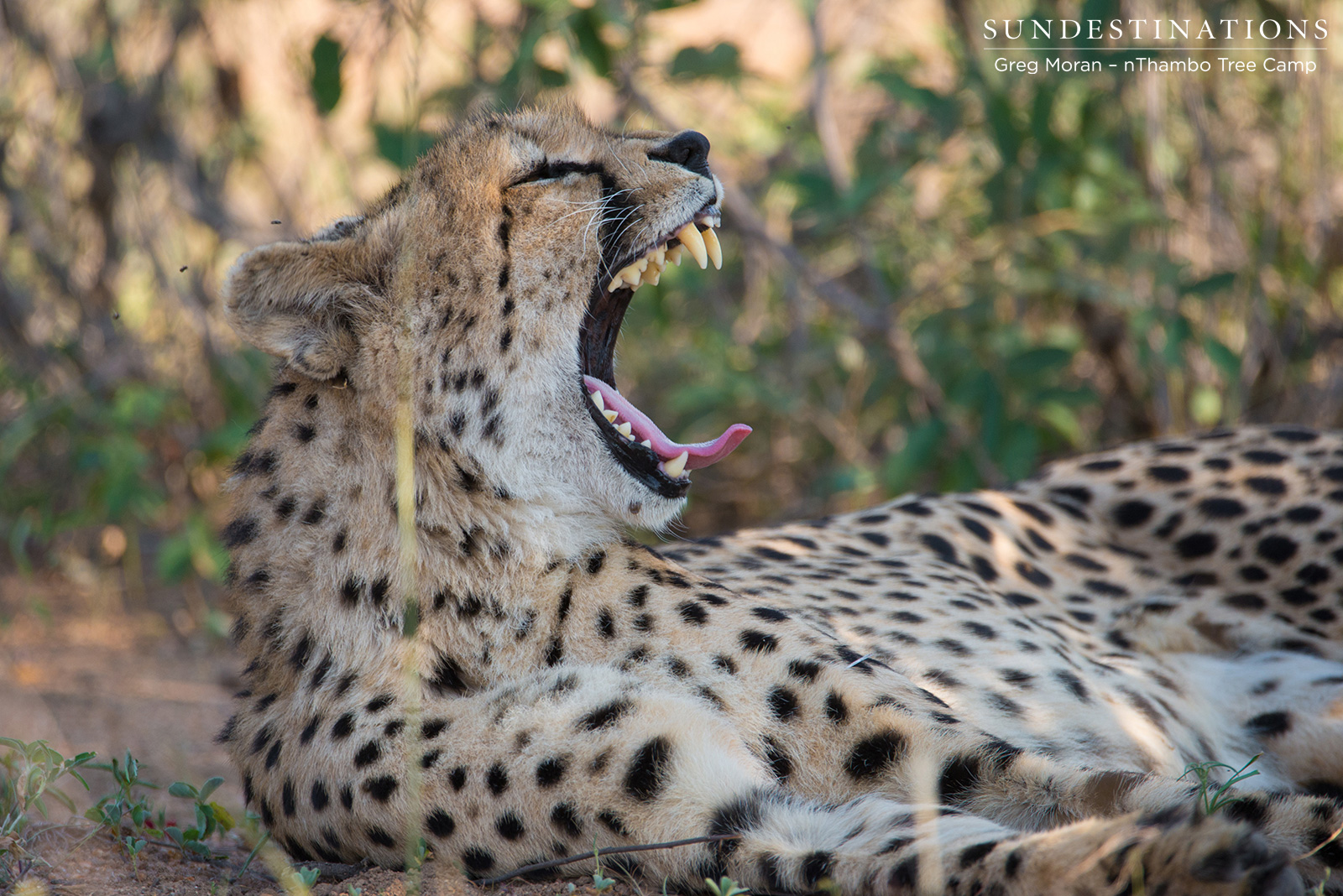 Cheetah nThambo Tree Camp Cheetah nThambo Tree Camp