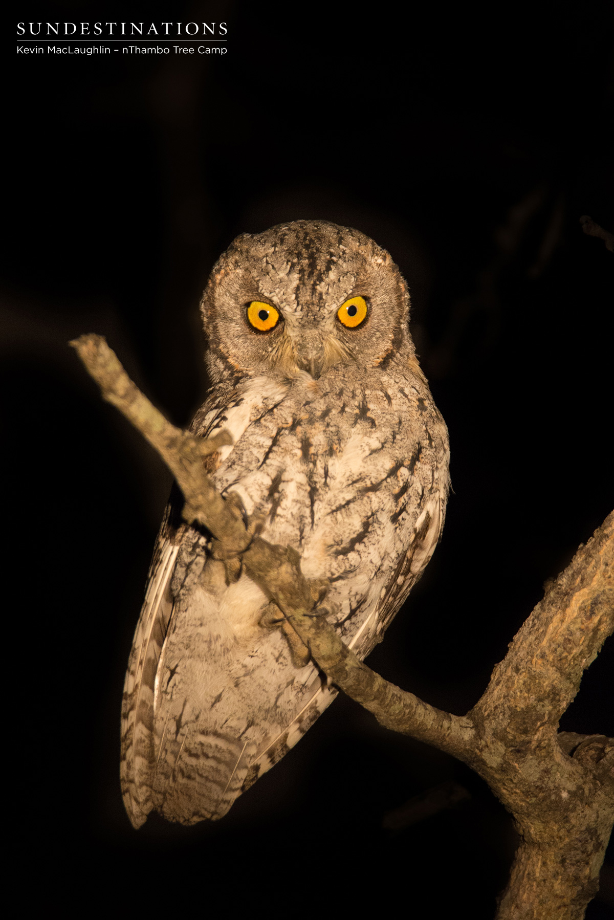 Scops Owl nThambo
