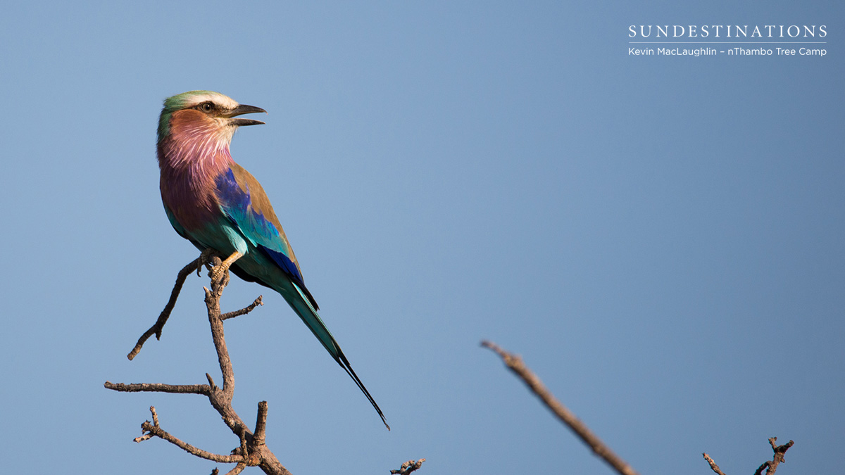 Lilac-breasted Roller