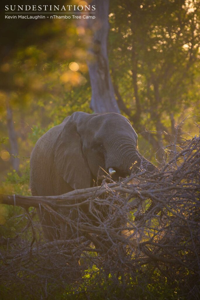 An elephant tackles the fallen branches in the green glow of the sun pouring through the trees An elephant tackles the fallen branches in the green glow of the sun pouring through the trees