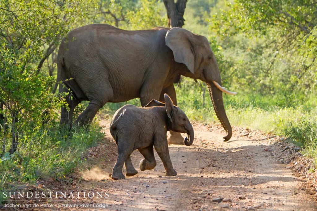 An elephant and its youngster step onto the road and emerge briefly before entering the thicket on the opposite side An elephant and its youngster step onto the road and emerge briefly before entering the thicket on the opposite side