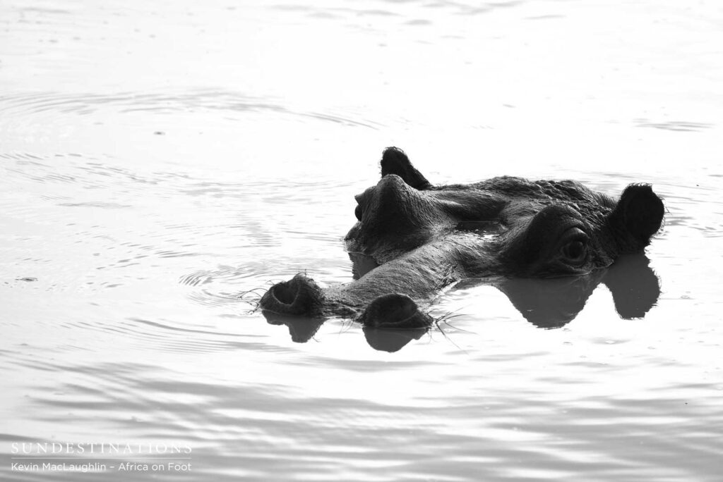 A hippo returns to a dam that has vacated when the drought emptied it, and has since refilled with the arrival of rain A hippo returns to a dam that has vacated when the drought emptied it, and has since refilled with the arrival of rain