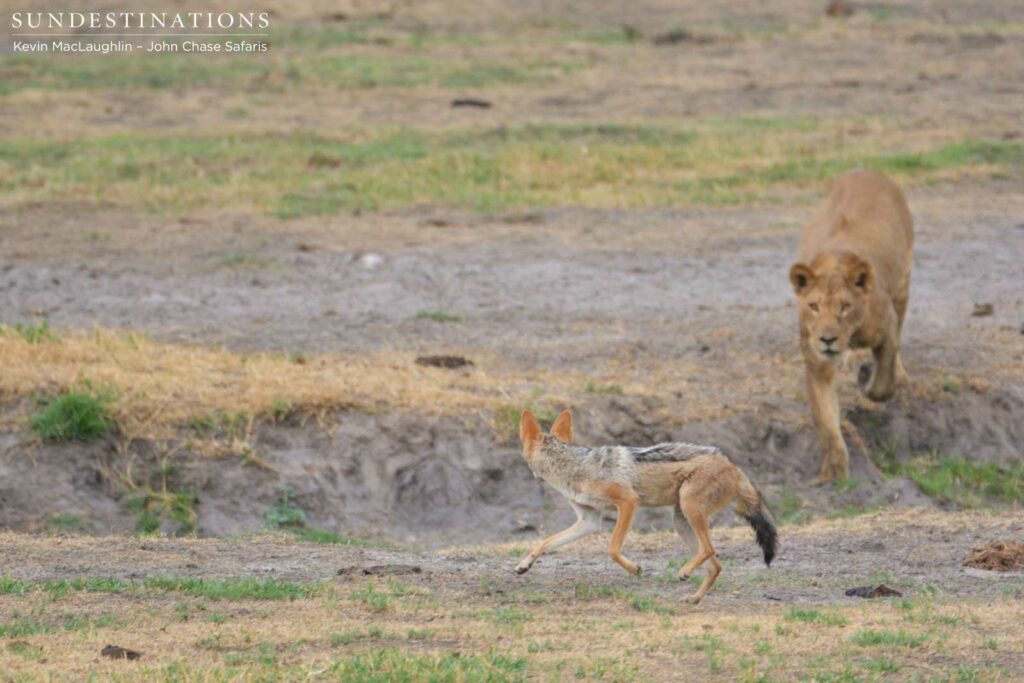 Young lions attempt to entertain themselves at a buffalo kill on the Chobe River Young lions attempt to entertain themselves at a buffalo kill on the Chobe River