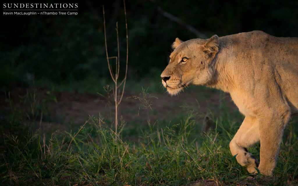 A Giraffe Pride lioness stalks the sun in the Klaserie sunrise A Giraffe Pride lioness stalks the sun in the Klaserie sunrise
