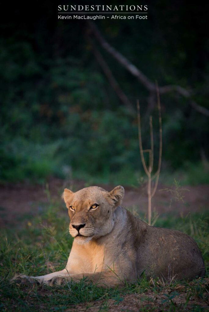 Giraffe Pride lioness poses for her portrait Giraffe Pride lioness poses for her portrait in the day's first light