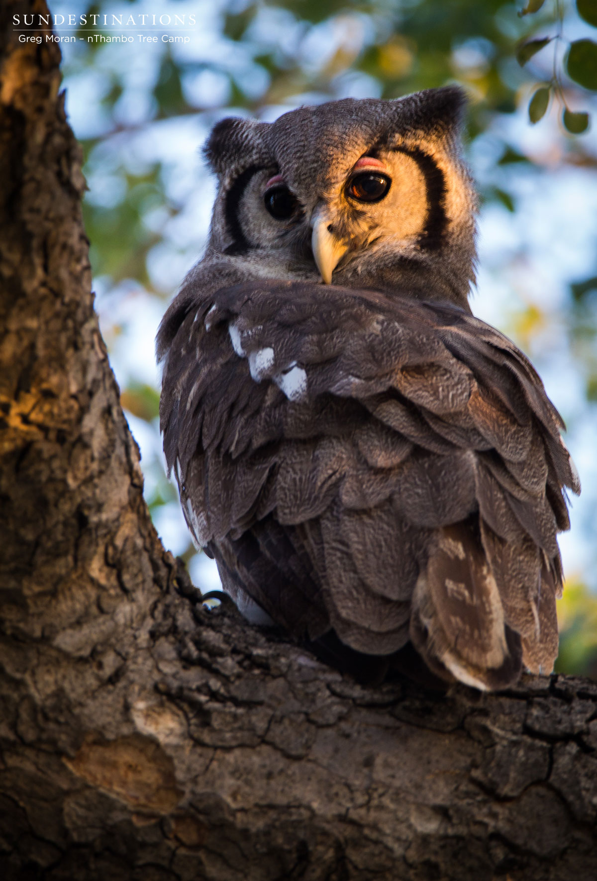 Giant Eagle Owl Giant Eagle Owl