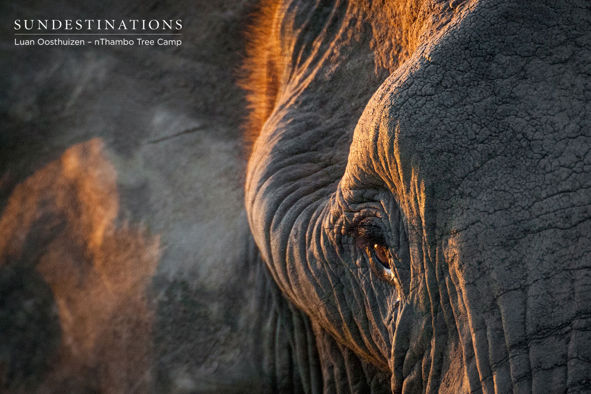 nThambo Elephant nThambo Elephant