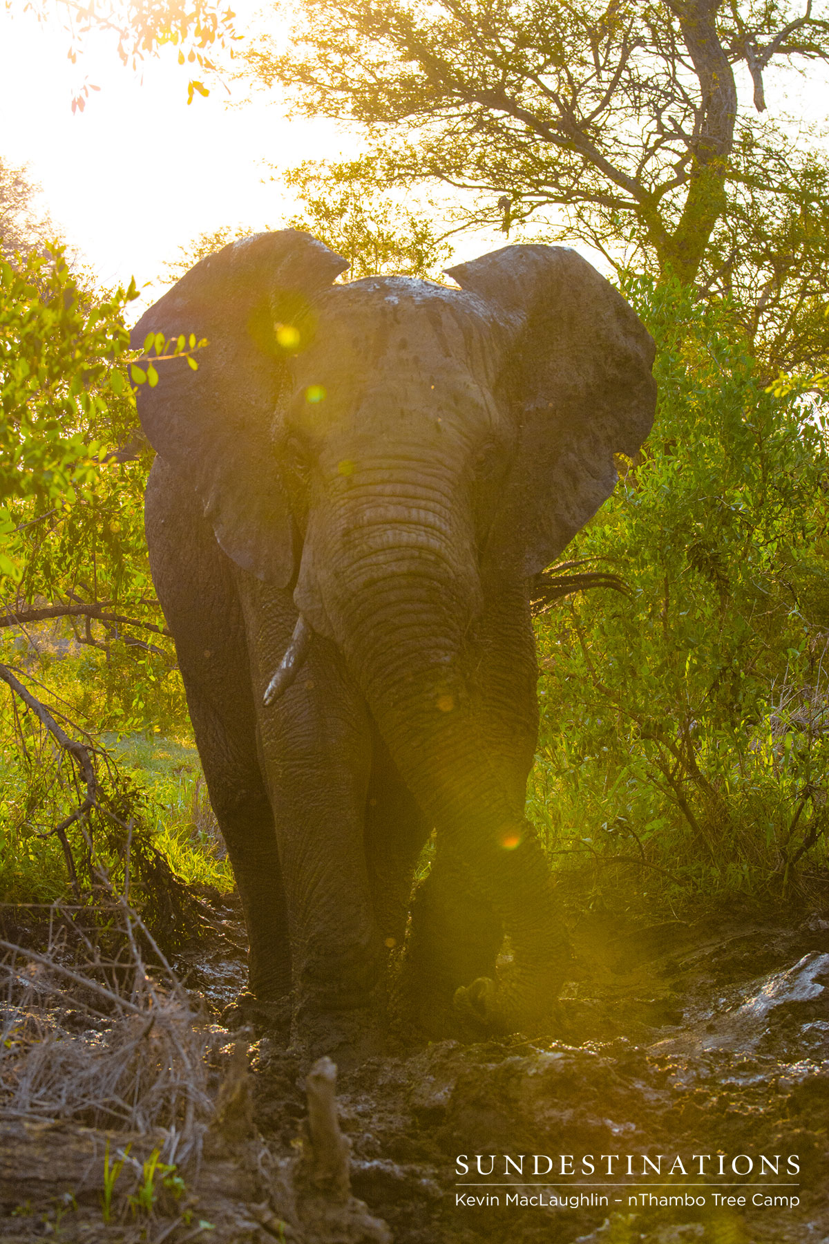 Elephant in Sunlight Elephant in Sunlight